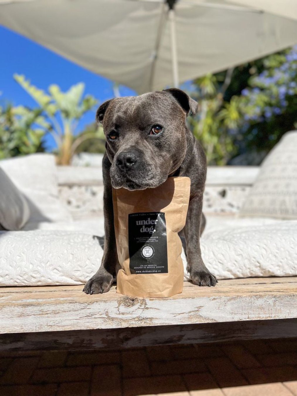 Underdog Blend Coffee Capsule